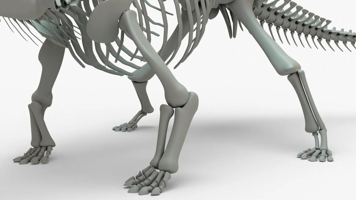 Ankylosaurus 3D Model Rigged Skeleton