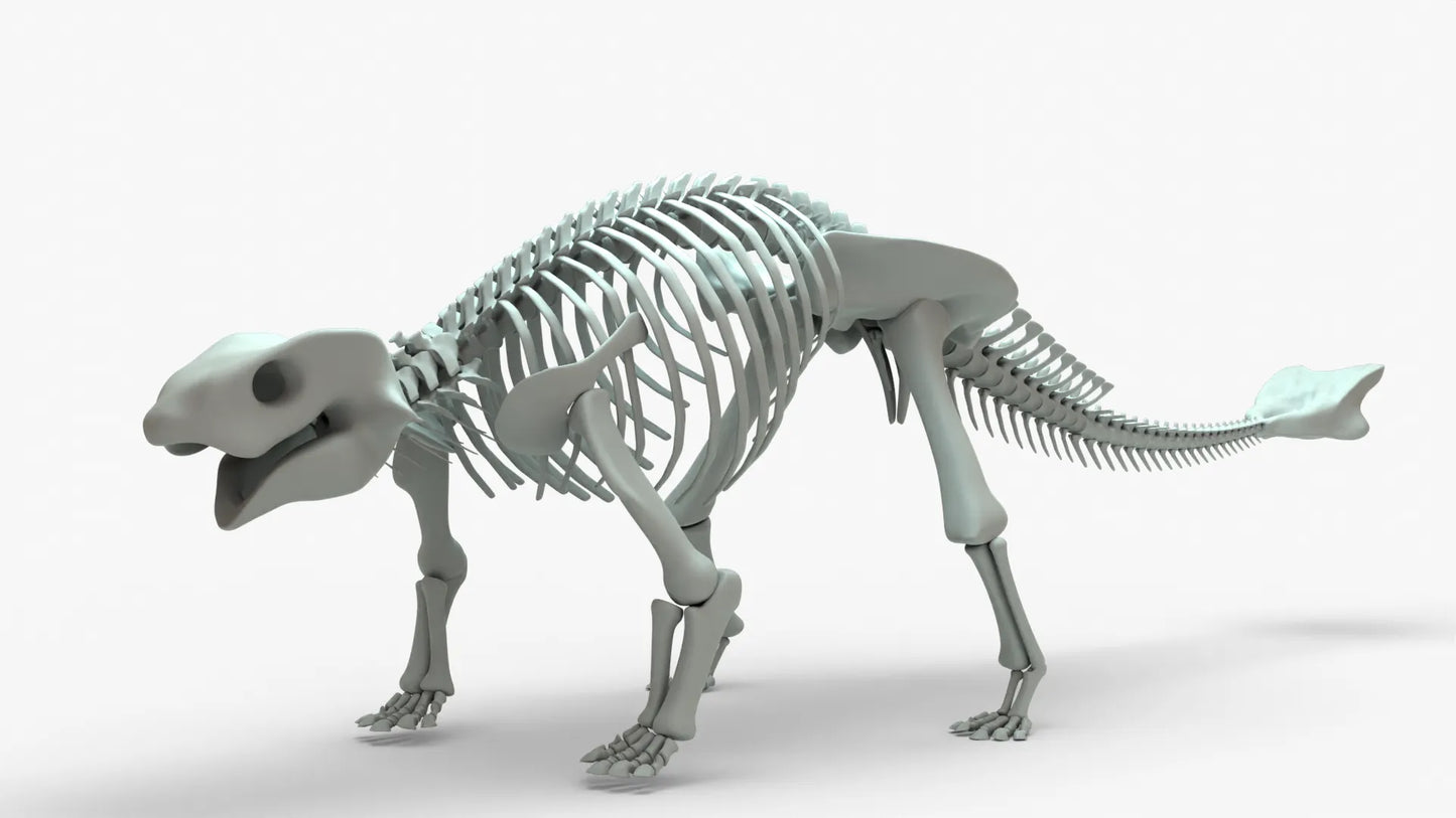 Ankylosaurus 3D Model Rigged Basemesh Skeleton