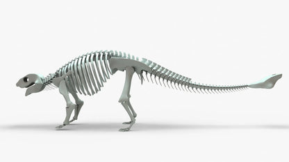 Ankylosaurus 3D Model Rigged Skeleton