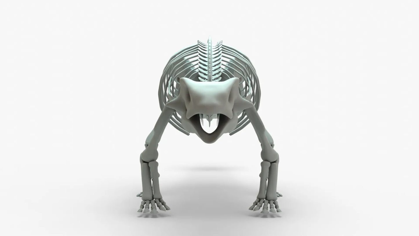 Ankylosaurus 3D Model Rigged Basemesh Skeleton