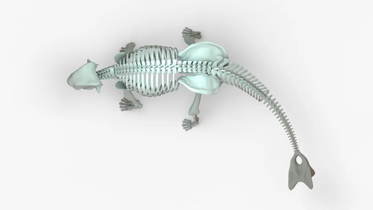 Ankylosaurus 3D Model Rigged Basemesh Skeleton