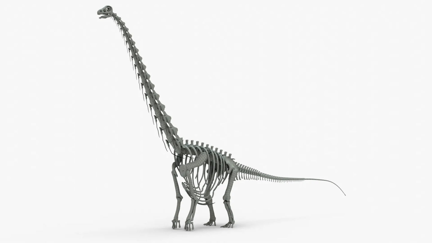 Argentinosaurus Rigged Skeleton 3D Model