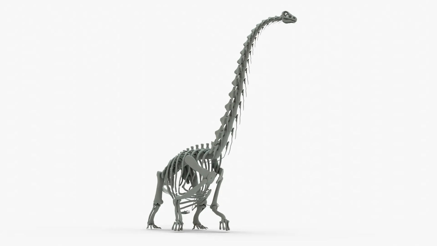 Argentinosaurus Rigged Skeleton 3D Model