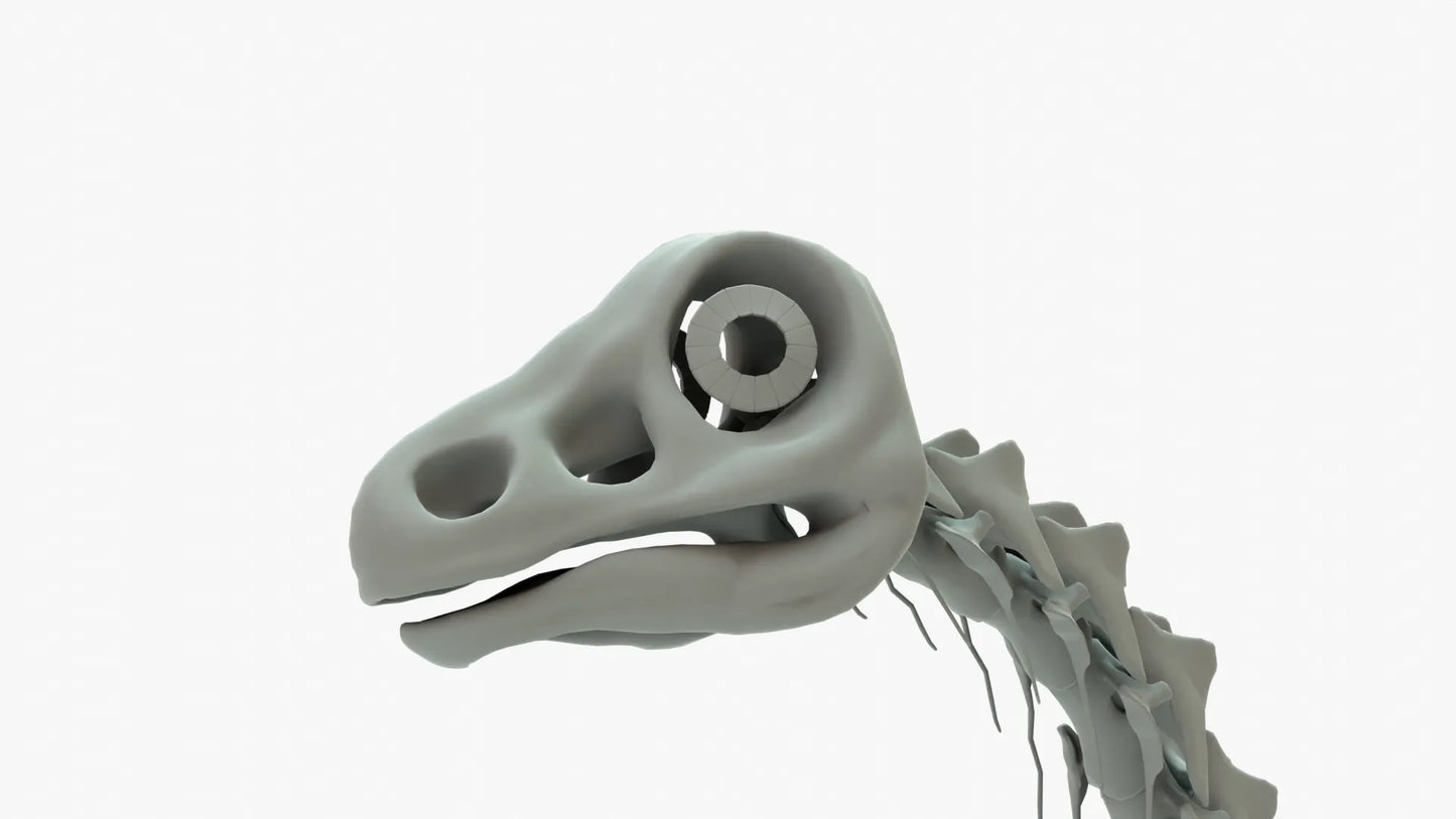 Argentinosaurus 3D Model Rigged Basemesh Skeleton