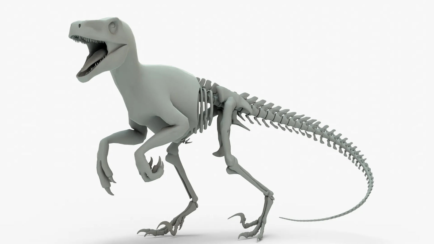 Atrociraptor 3D Model Rigged Basemesh Skeleton