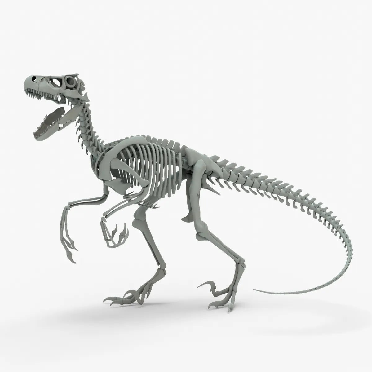 Atrociraptor Rigged Skeleton 3D Model