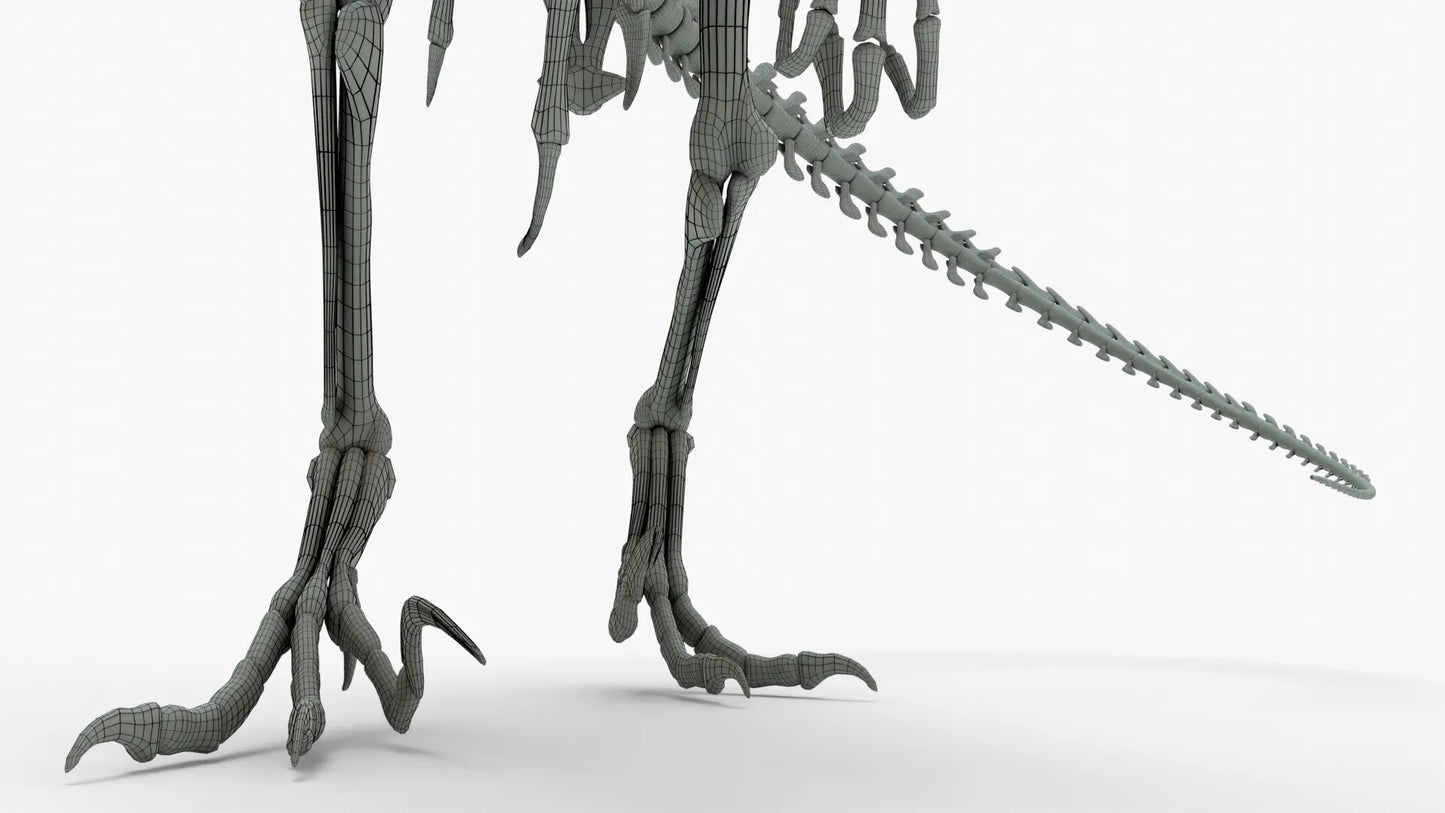 Atrociraptor Rigged Skeleton 3D Model