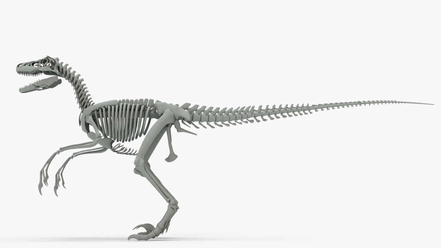 Atrociraptor 3D Model Rigged Basemesh Skeleton