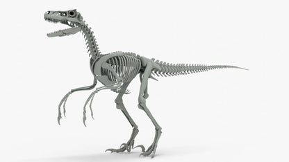 Atrociraptor Rigged Skeleton 3D Model