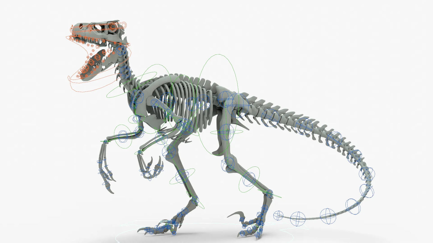 Atrociraptor Rigged Skeleton 3D Model