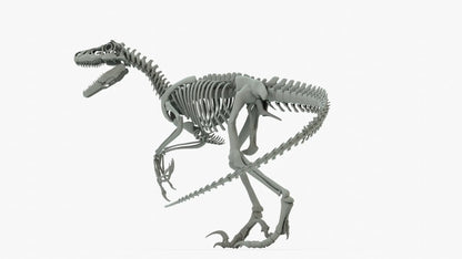 Atrociraptor 3D Model Rigged Basemesh Skeleton