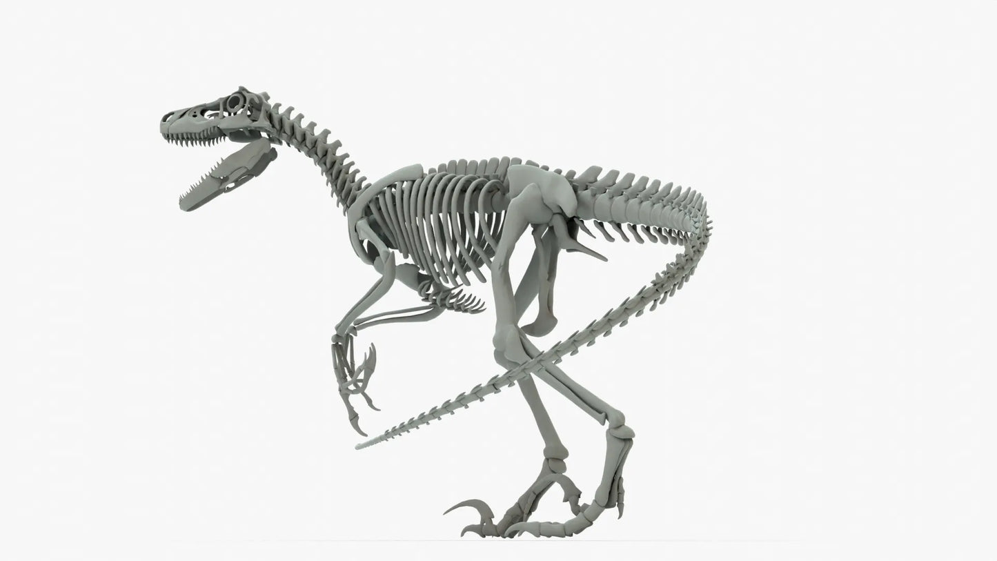 Atrociraptor Rigged Skeleton 3D Model