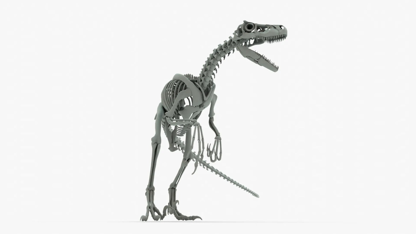 Atrociraptor Rigged Skeleton 3D Model