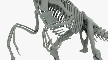 Atrociraptor 3D Model Rigged Basemesh Skeleton