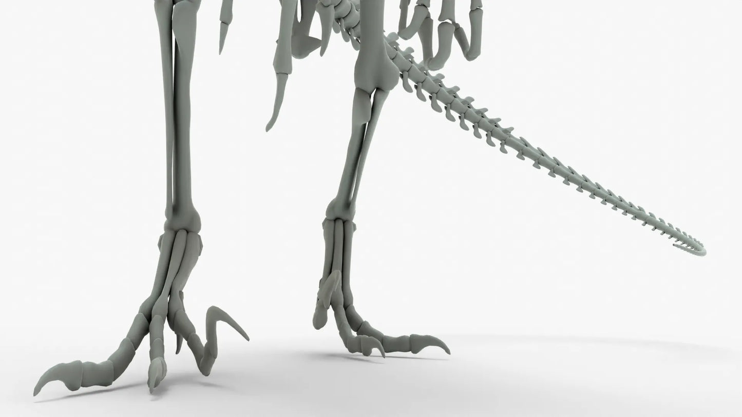 Atrociraptor 3D Model Rigged Basemesh Skeleton