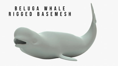 Beluga Whale 3D Model Rigged Basemesh