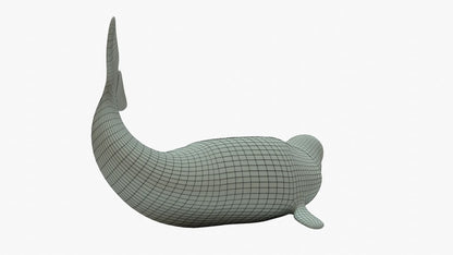 Beluga Whale 3D Model Rigged Basemesh