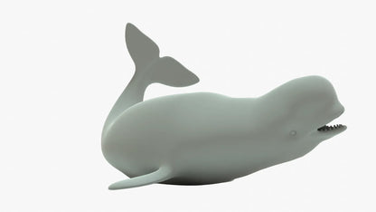 Beluga Whale 3D Model Rigged Basemesh