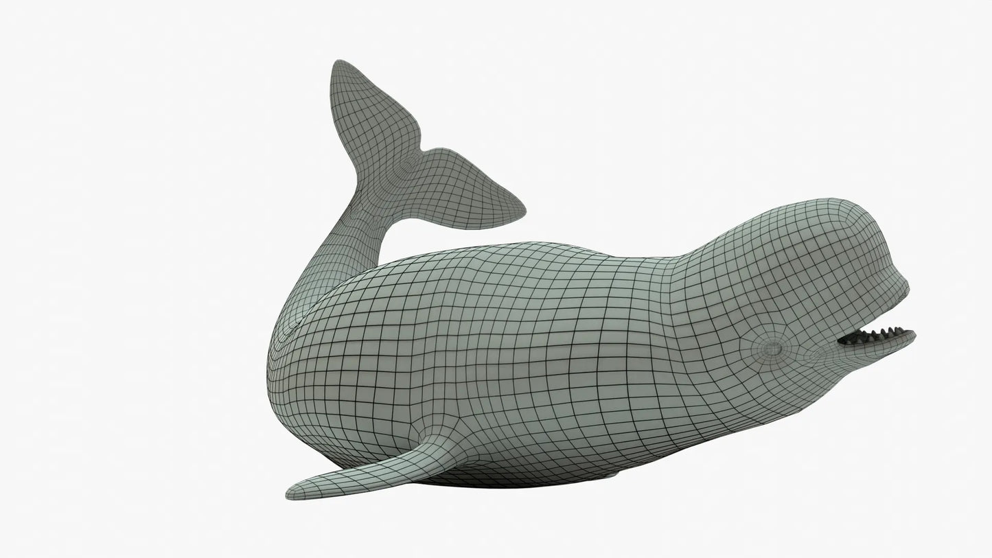 Beluga Whale 3D Model Rigged Basemesh