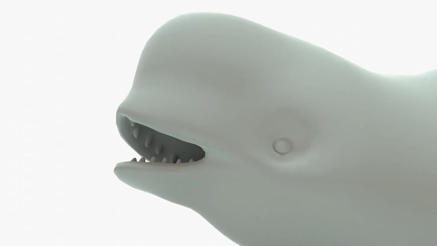 Beluga Whale 3D Model Rigged Basemesh