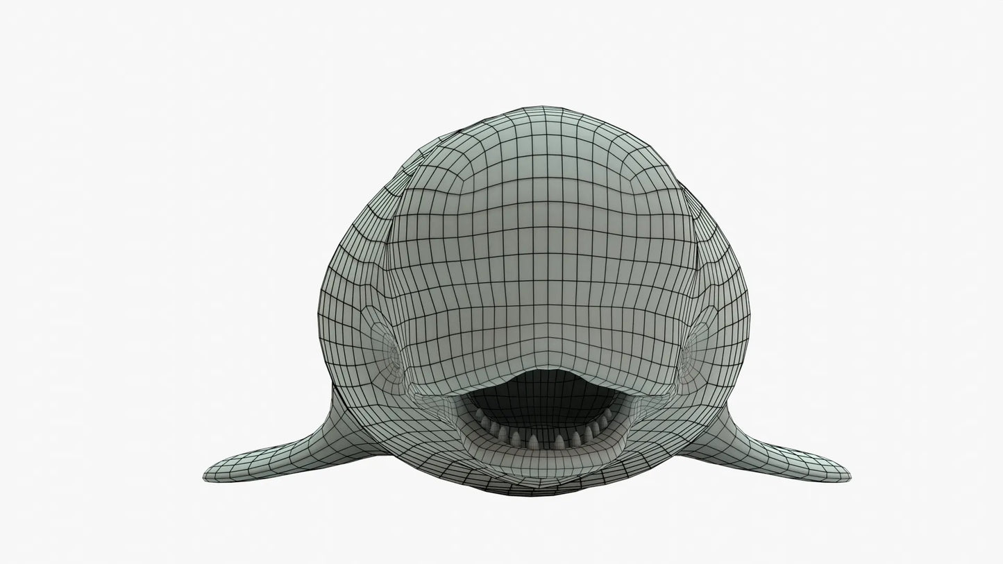 Beluga Whale 3D Model Rigged Basemesh