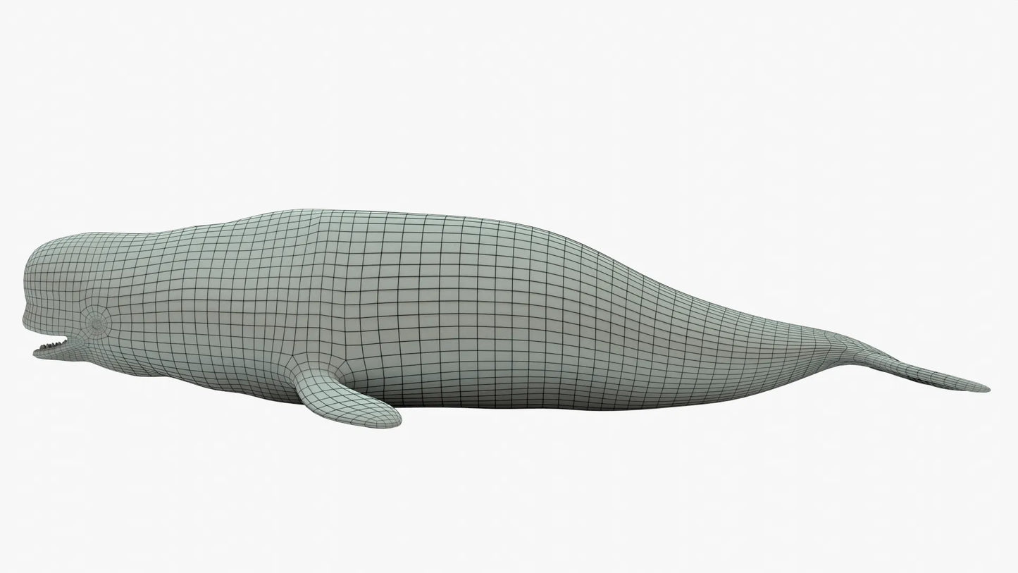 Beluga Whale 3D Model Rigged Basemesh