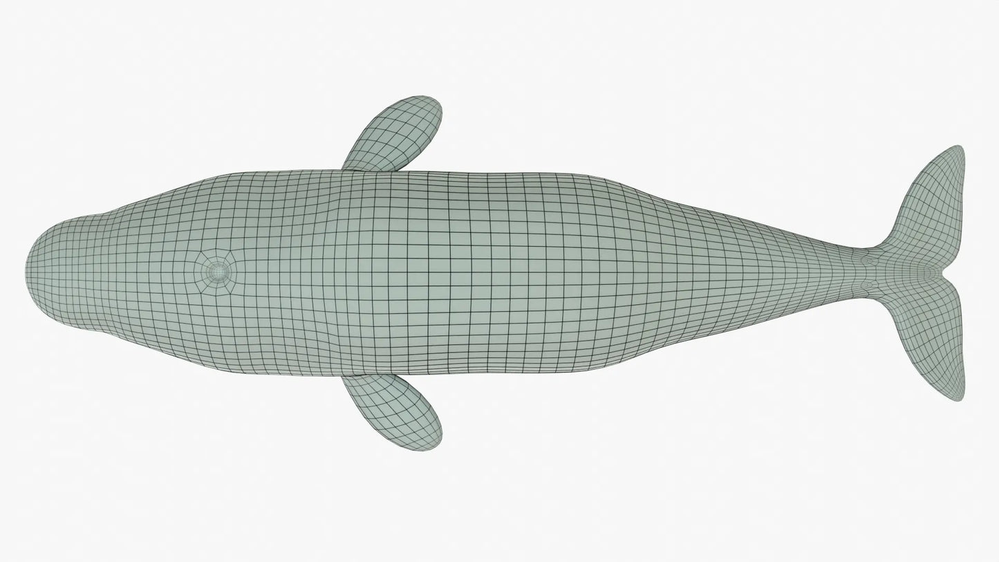 Beluga Whale 3D Model Rigged Basemesh