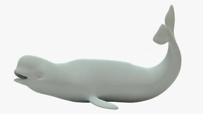 Beluga Whale 3D Model Rigged Basemesh