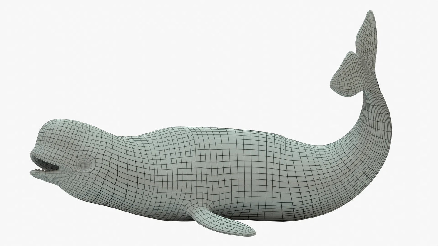 Beluga Whale 3D Model Rigged Basemesh