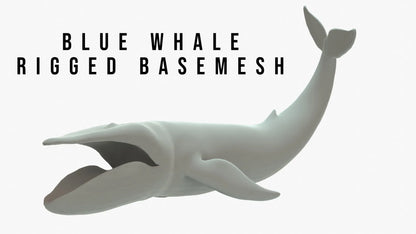 Blue Whale 3D Model Rigged Basemesh