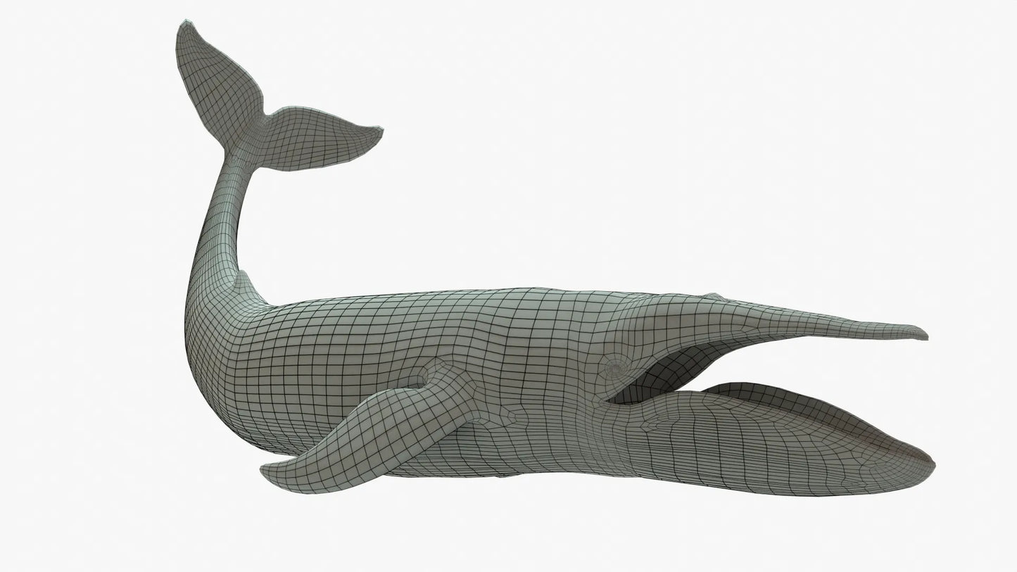 Blue Whale 3D Model Rigged Basemesh