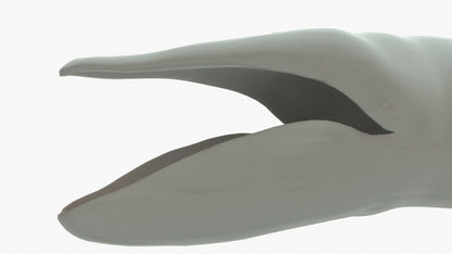 Blue Whale 3D Model Rigged Basemesh