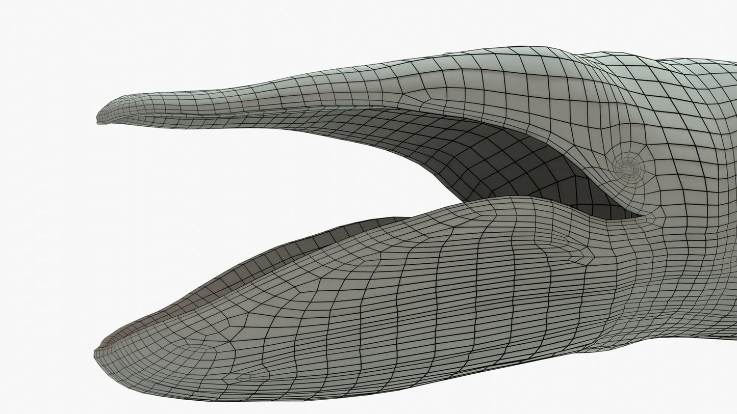 Blue Whale 3D Model Rigged Basemesh