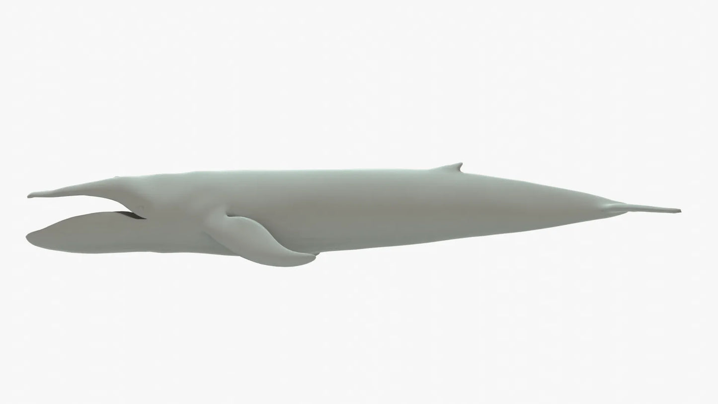 Blue Whale 3D Model Rigged Basemesh