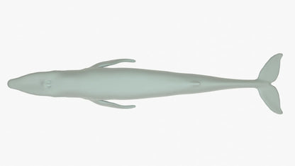 Blue Whale 3D Model Rigged Basemesh