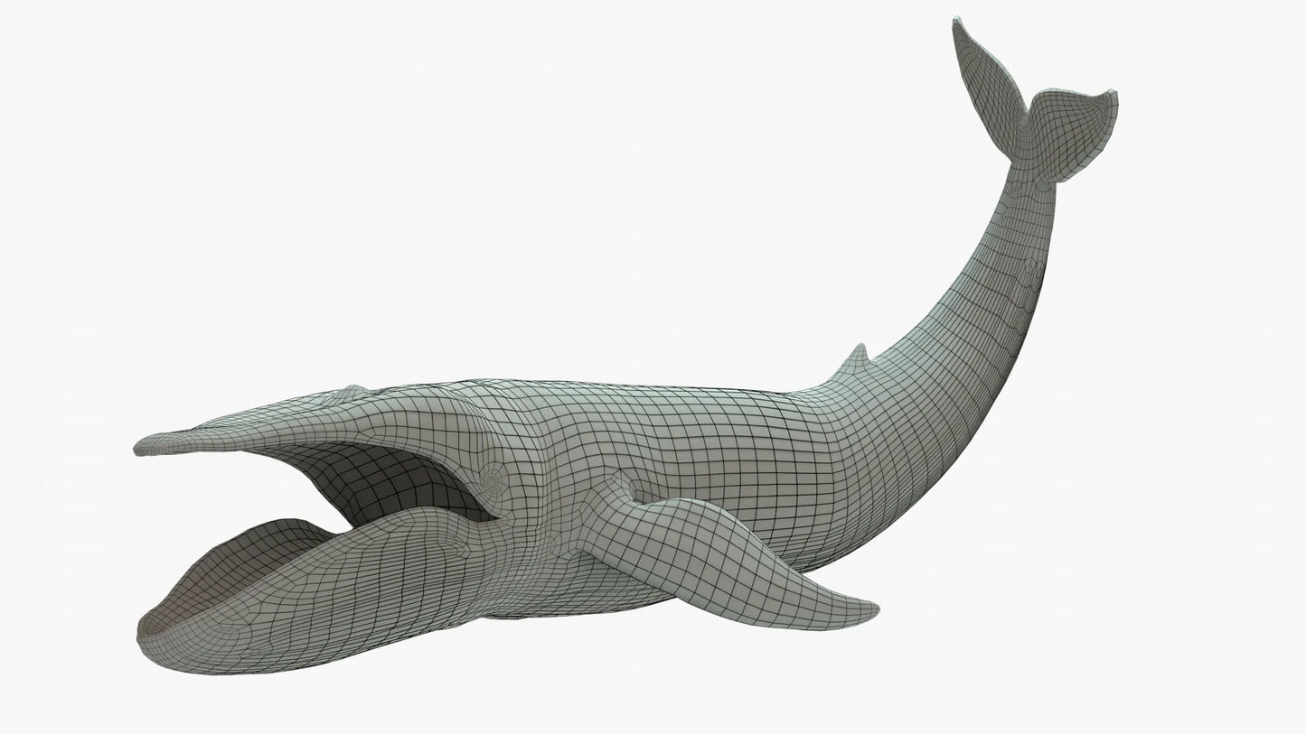 Blue Whale 3D Model Rigged Basemesh