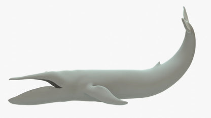 Blue Whale 3D Model Rigged Basemesh