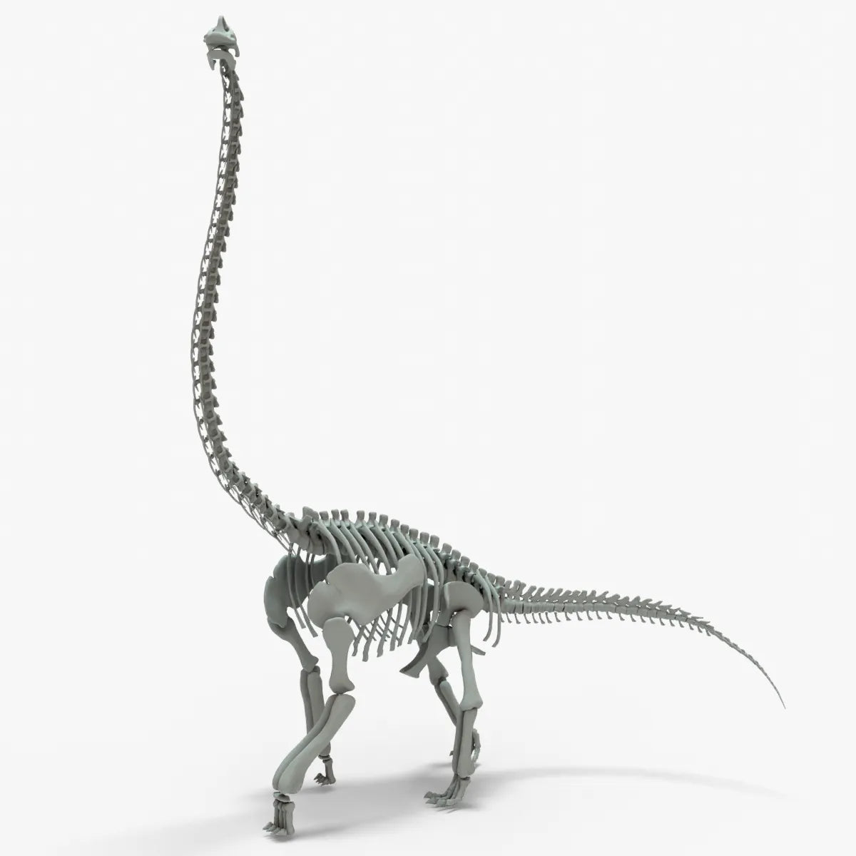 Brachiosaurus Rigged Skeleton 3D Model