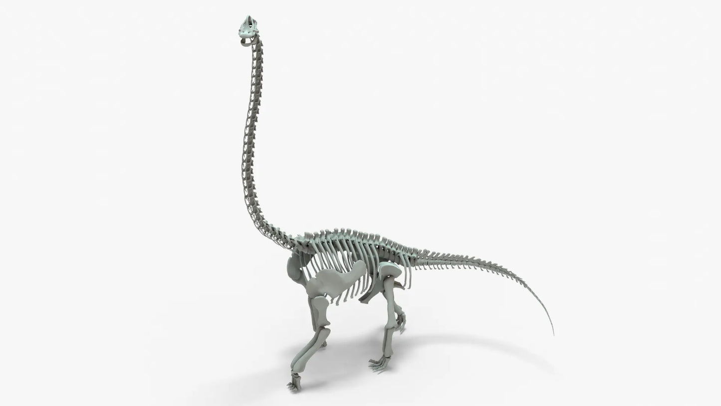 Brachiosaurus 3D Model Rigged Basemesh Skeleton