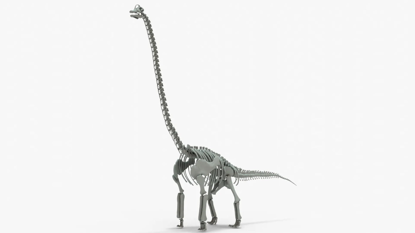 Brachiosaurus 3D Model Rigged Basemesh Skeleton