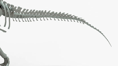 Brachiosaurus Rigged Skeleton 3D Model