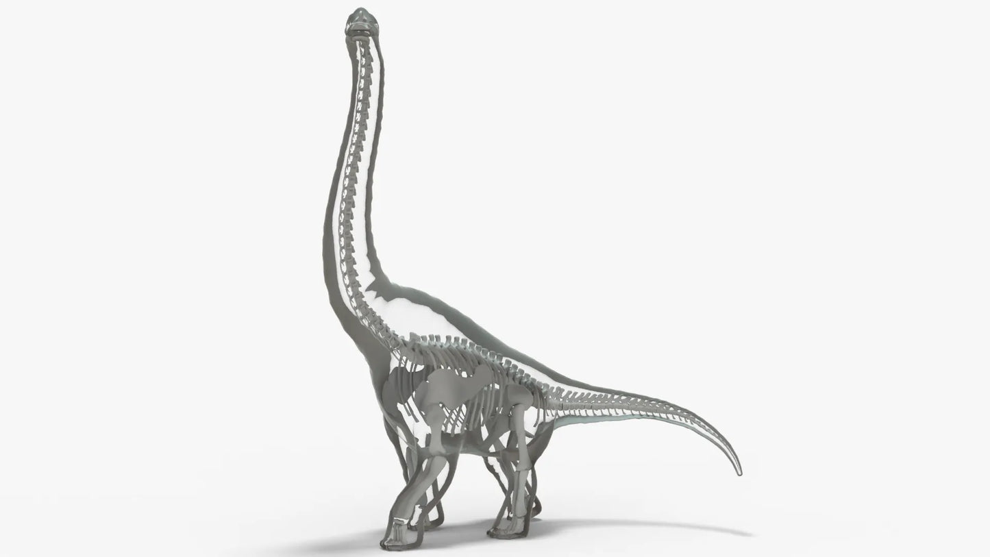 Brachiosaurus 3D Model Rigged Basemesh Skeleton