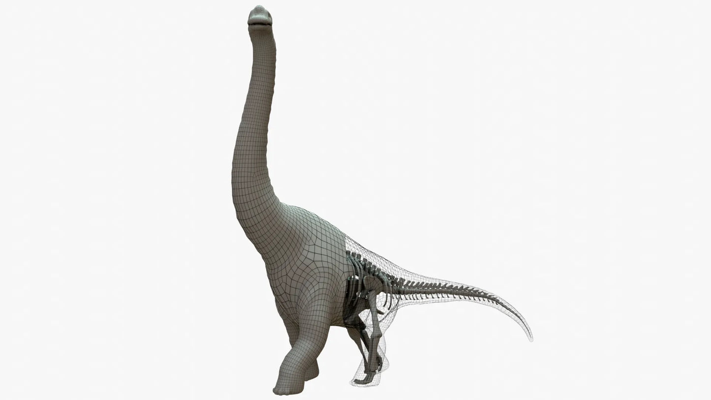 Brachiosaurus 3D Model Rigged Basemesh Skeleton