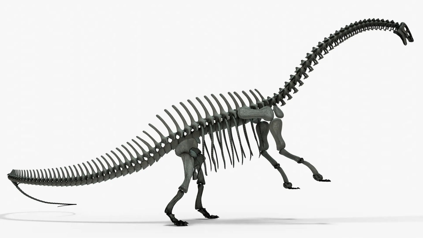 Brontosaurus 3D Model Rigged Skeleton