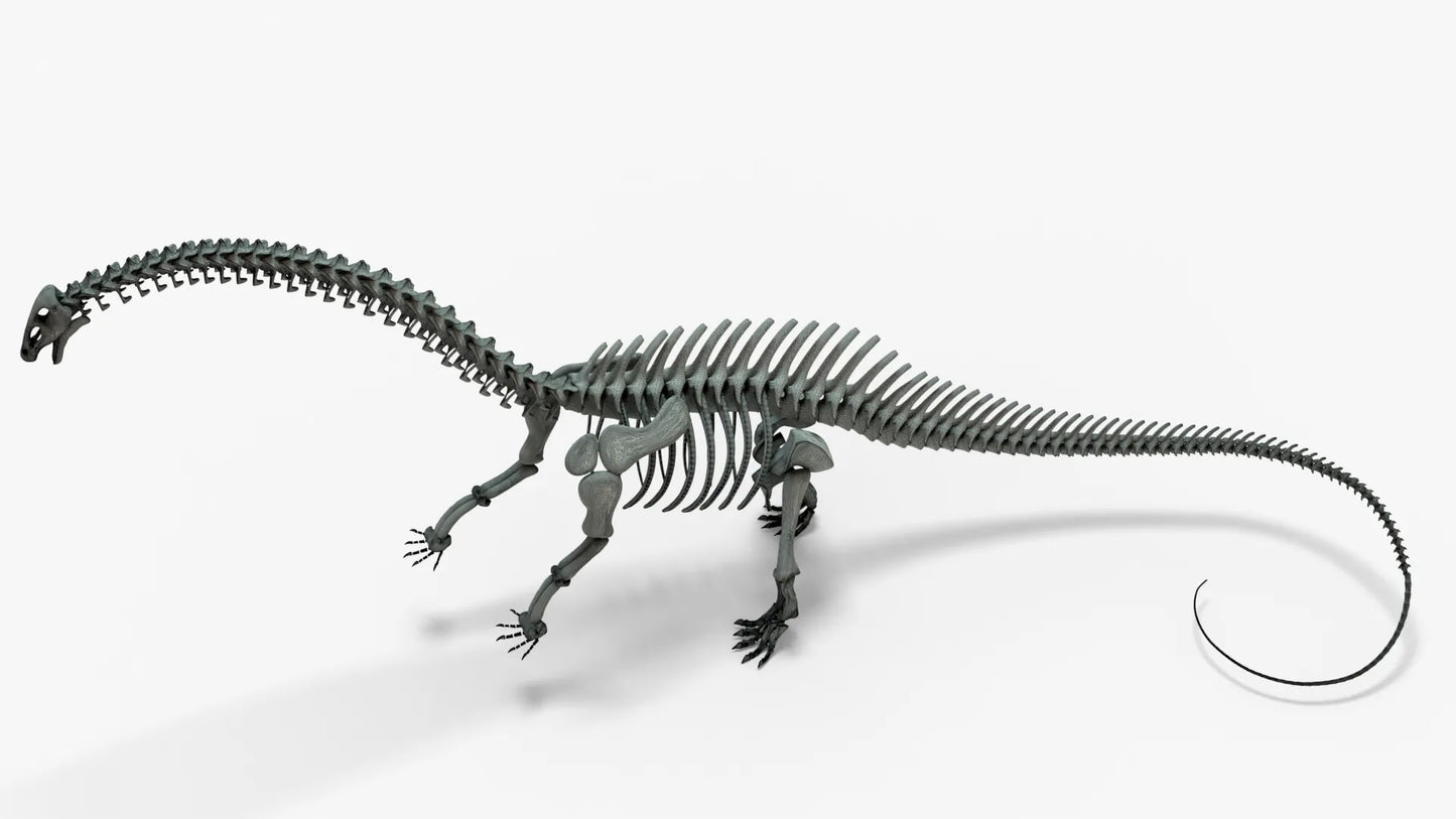 Brontosaurus 3D Model Rigged Skeleton