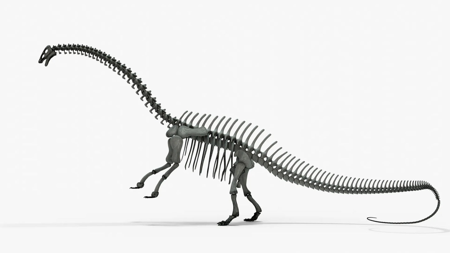 Brontosaurus 3D Model Rigged Skeleton