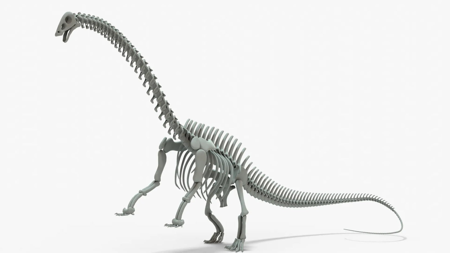 Brontosaurus 3D Model Rigged Skeleton