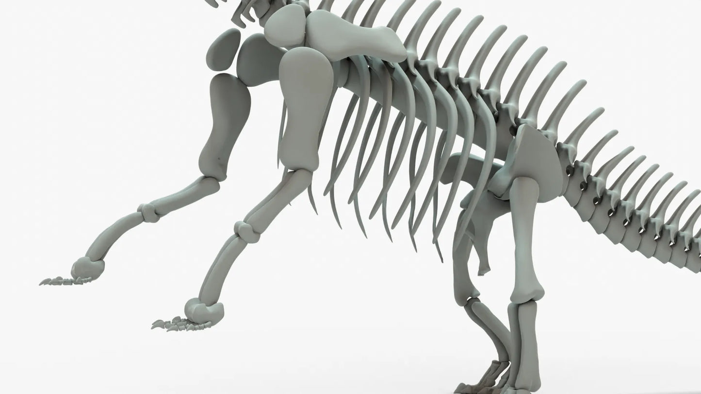 Brontosaurus 3D Model Rigged Skeleton