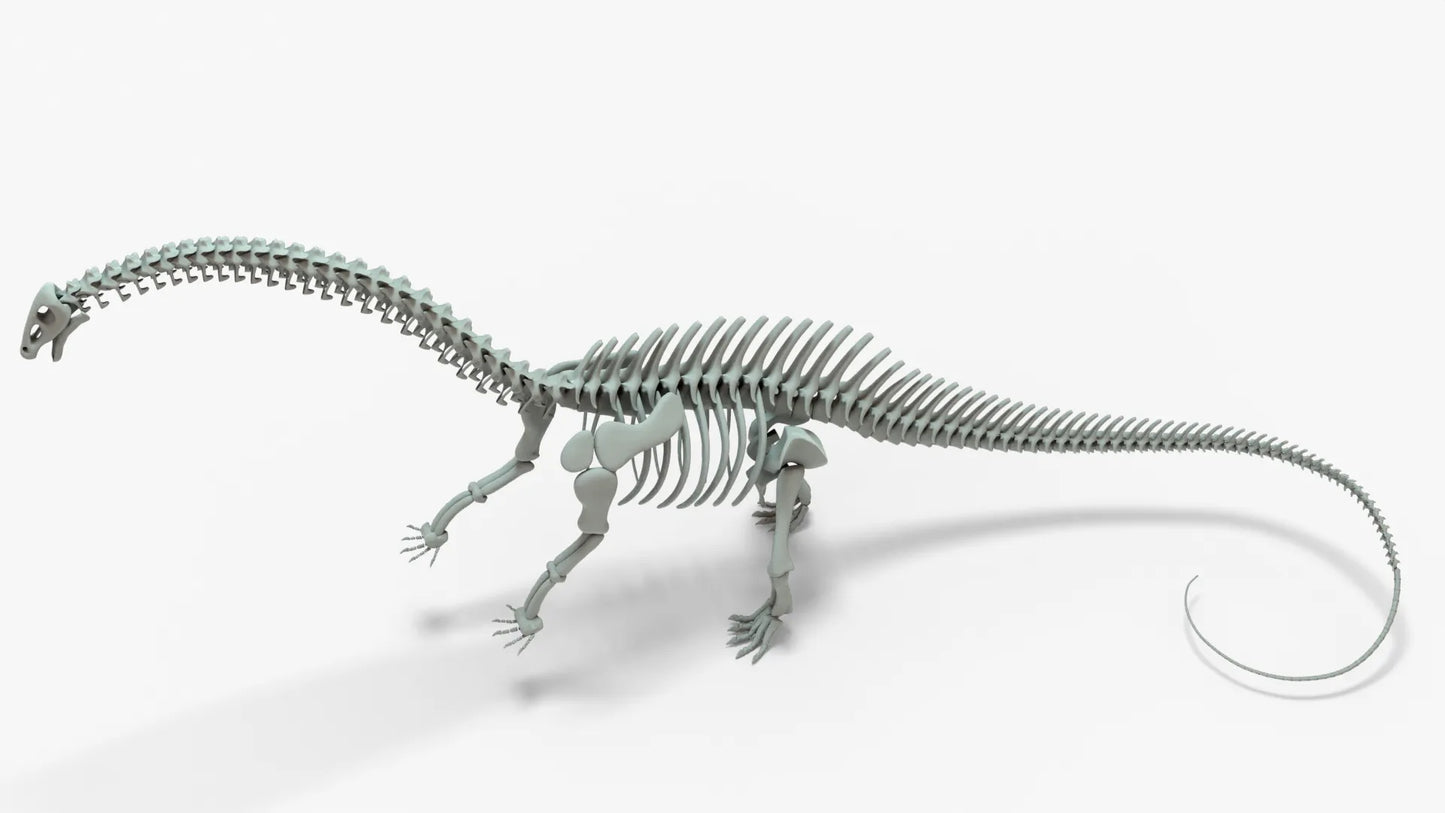 Brontosaurus 3D Model Rigged Skeleton