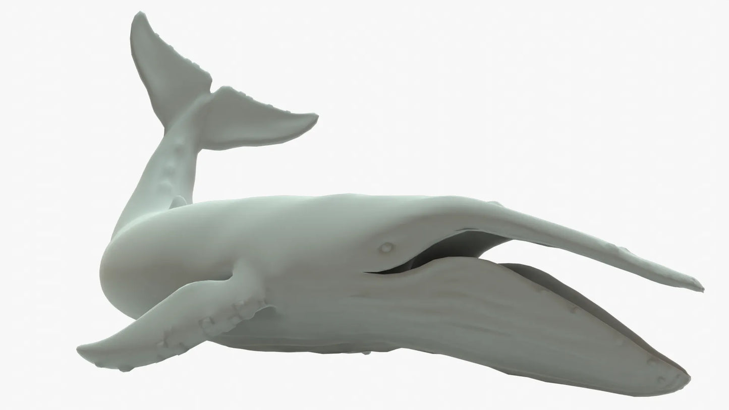 Humpback Whale 3D Model Rigged Basemesh